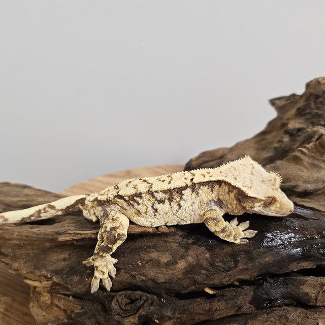 노멀 트라이 익스트림할리퀸 화이트스팟 화이트