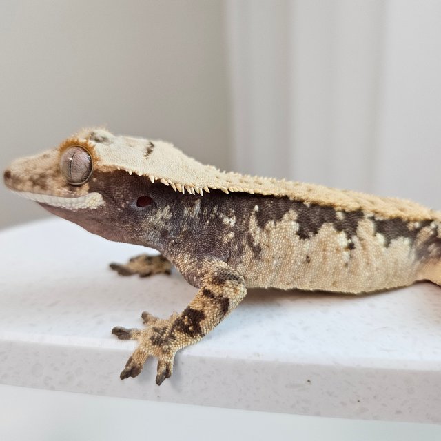 노멀 트라이 화이트스팟