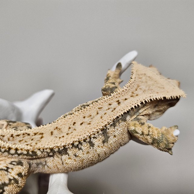 노멀 트라이 익스트림할리퀸 쿼드