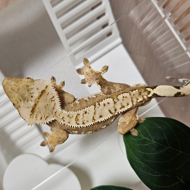 노멀 크림시클 100%헷아잔틱