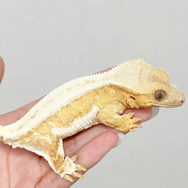 릴리화이트 드리피 크림시클