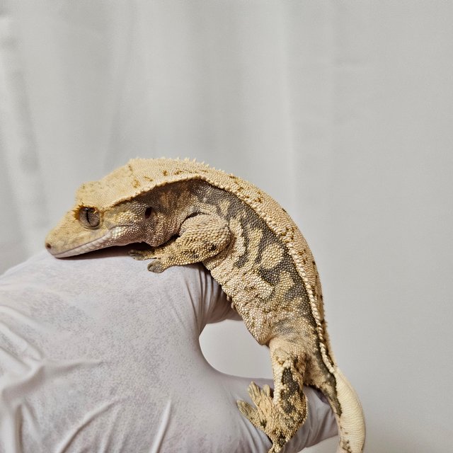 노멀 쿼드 화이트스팟 풀핀