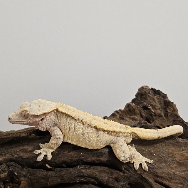 노멀 트라이 익스트림할리퀸