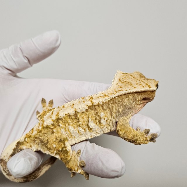 노멀 트라이 익스트림할리퀸 할리퀸 화이트스팟