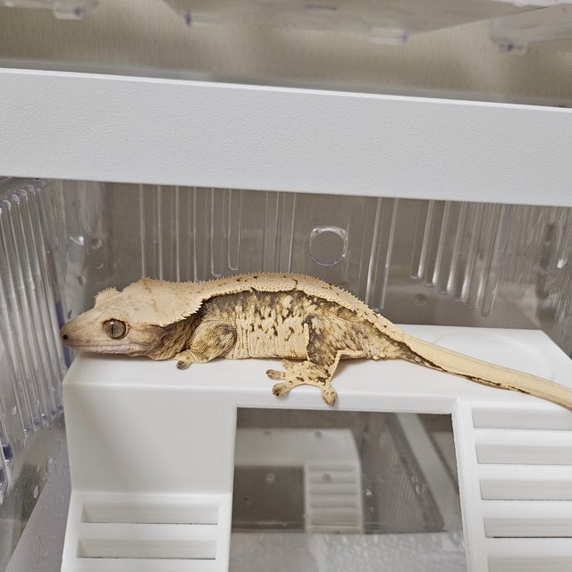 노멀 트라이 익스트림할리퀸