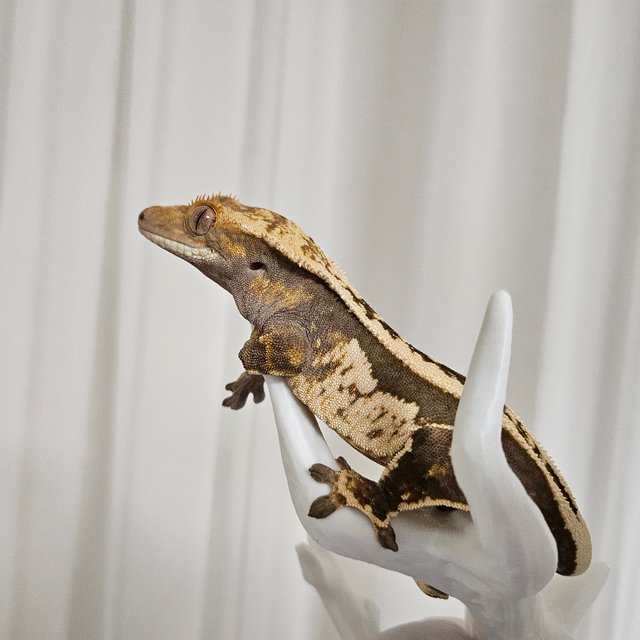 엠티백 쿼드 풀핀 다크