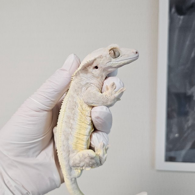 크림시클 릴리화이트