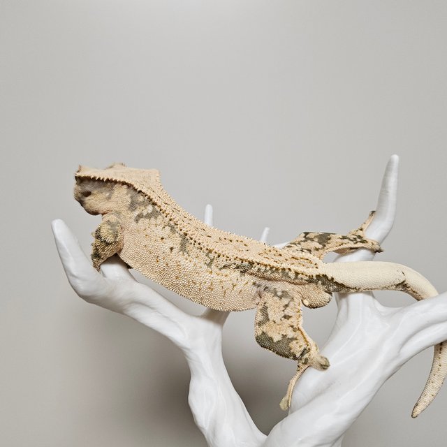 노멀 트라이 익스트림할리퀸 쿼드