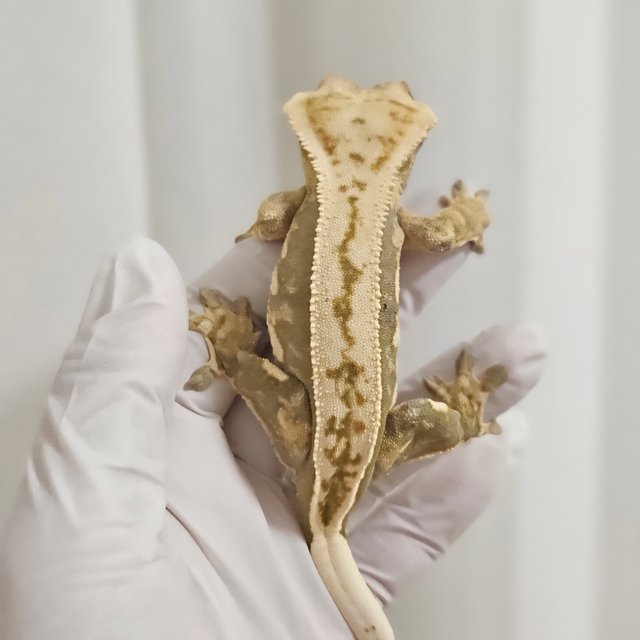 노멀 화이트스팟 쿼드