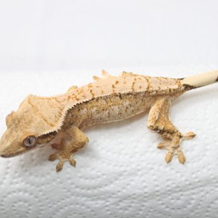 트라이