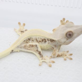 솔리드백 릴리화이트