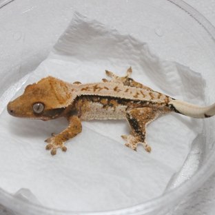 트라이