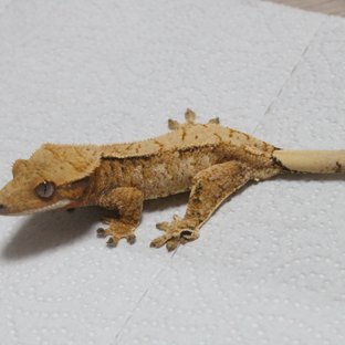 트라이