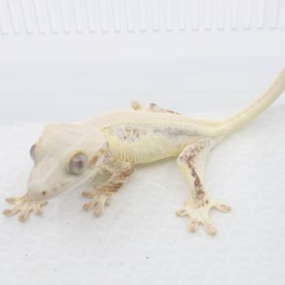 솔리드백 릴리화이트