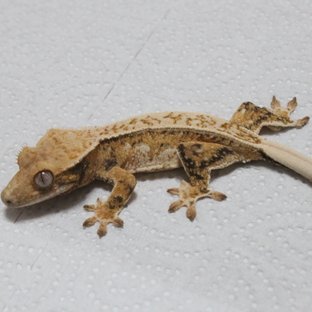 트라이