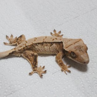 트라이