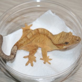 벅스킨 옐로우