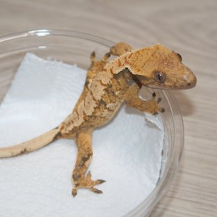 트라이