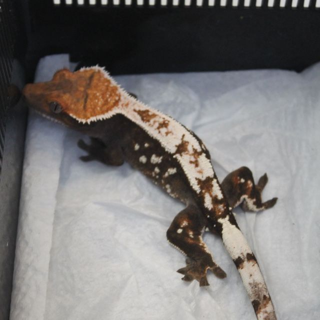 세이블