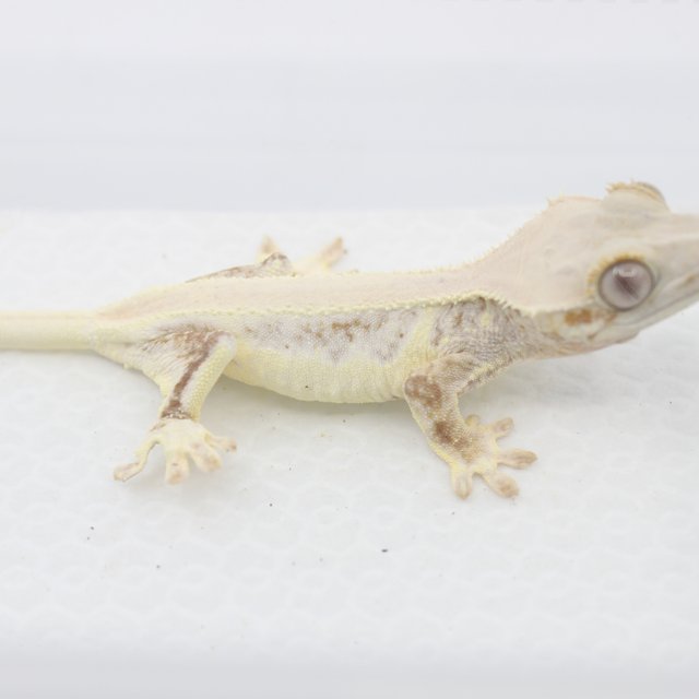 솔리드백 릴리화이트