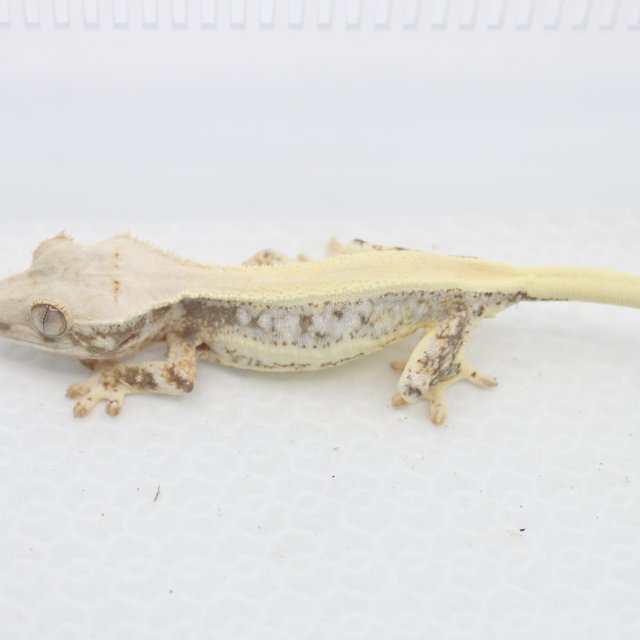 솔리드백 릴리화이트