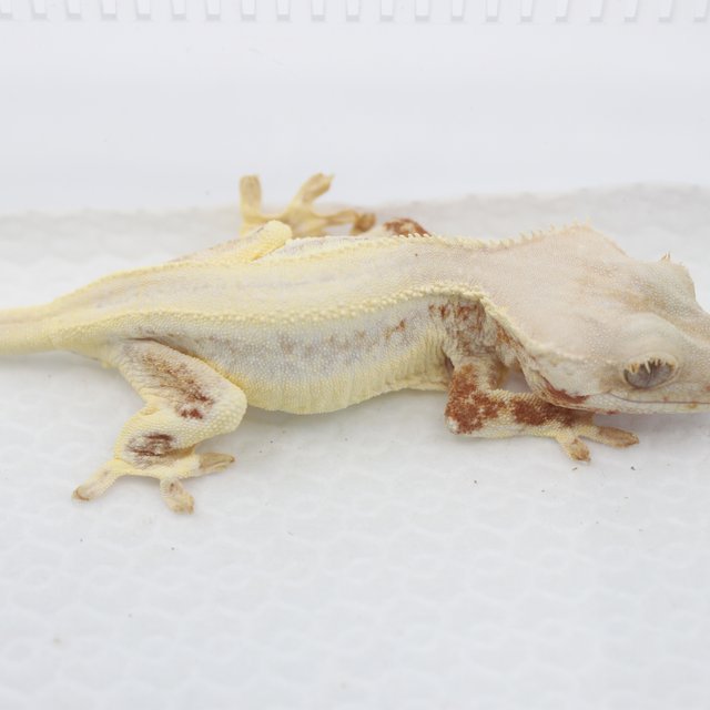 솔리드백 레드 릴리화이트