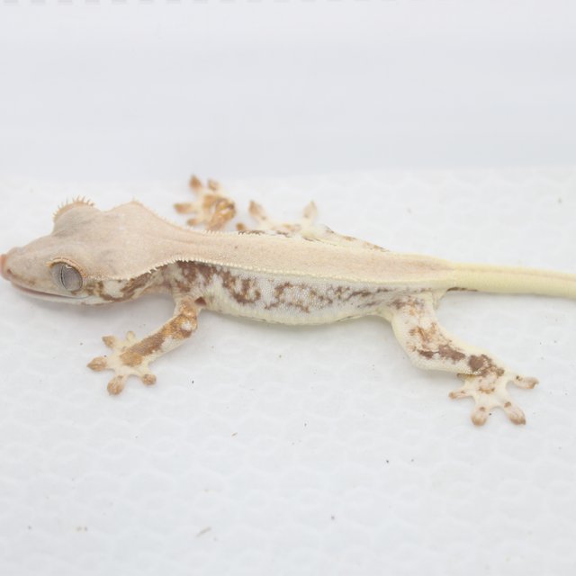 솔리드백 릴리화이트