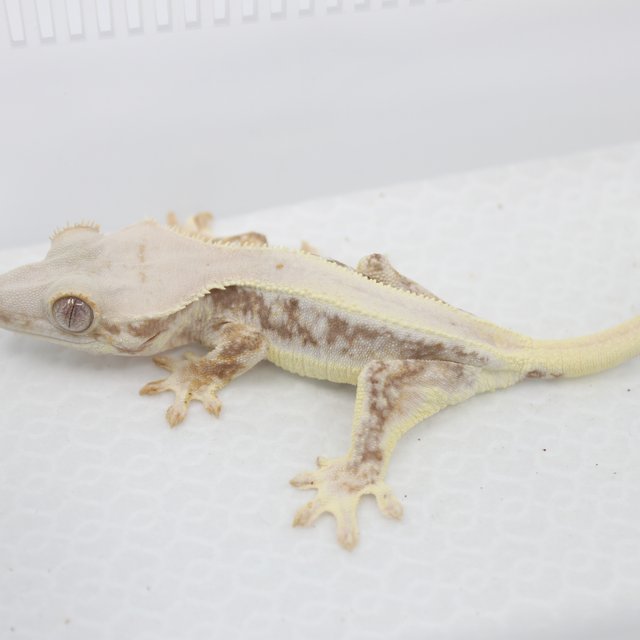 레드 릴리화이트