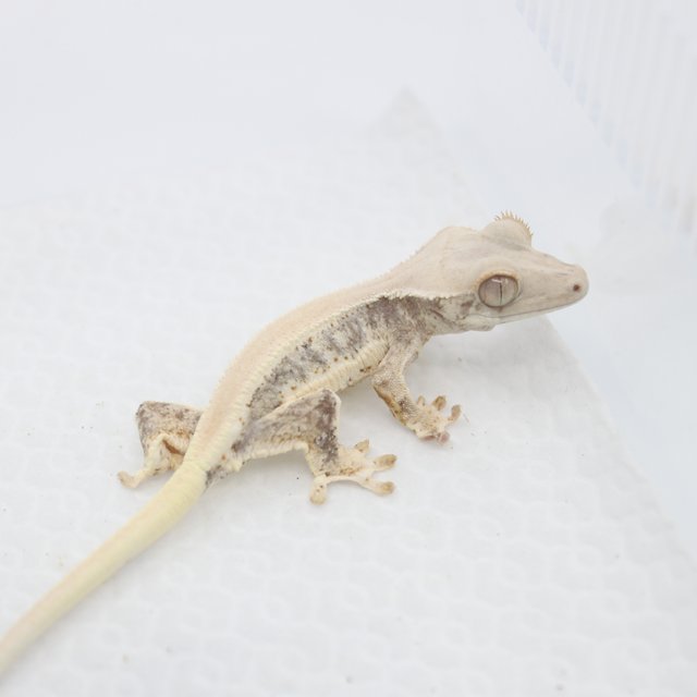 솔리드백 릴리화이트