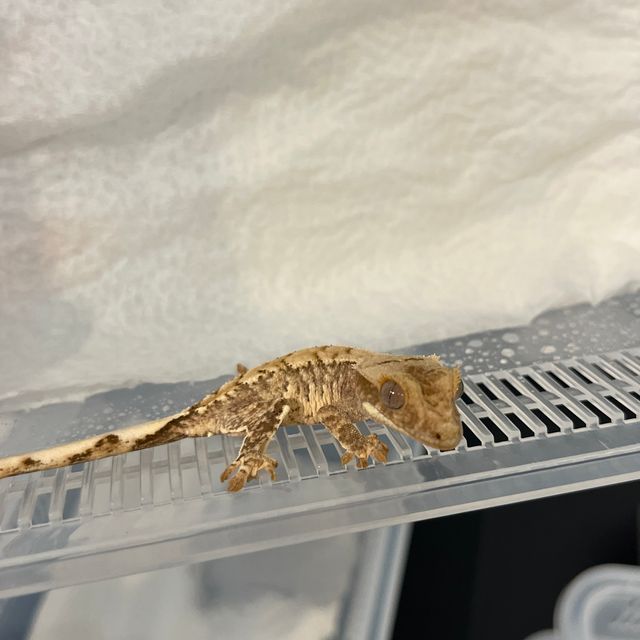 크림시클