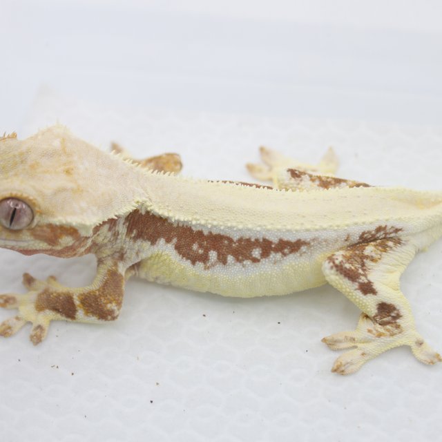 릴리화이트 레드 솔리드백