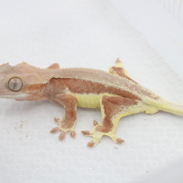 팬텀 레드 릴리화이트