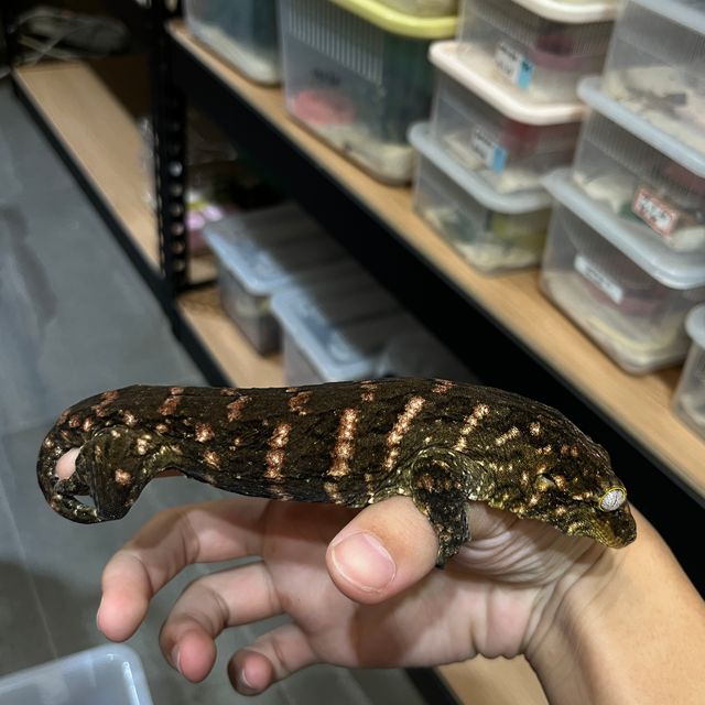 레드바