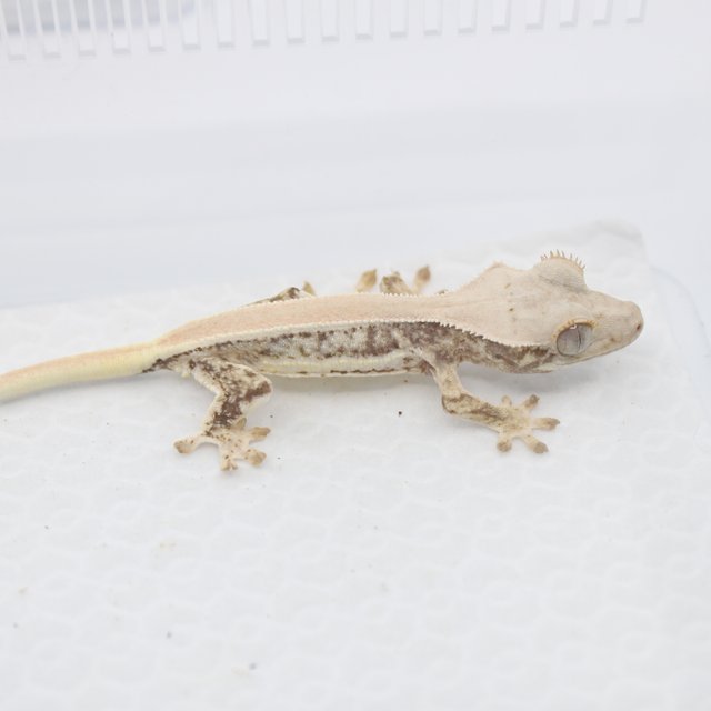 솔리드백 릴리화이트