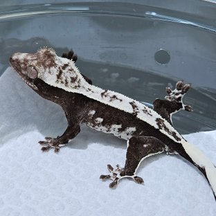 Axanthic