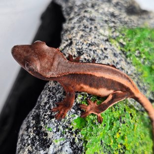 초초 릴리화이트