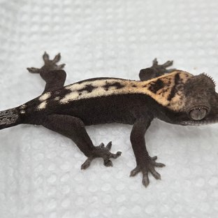 100%헷아잔틱 슈퍼 세이블