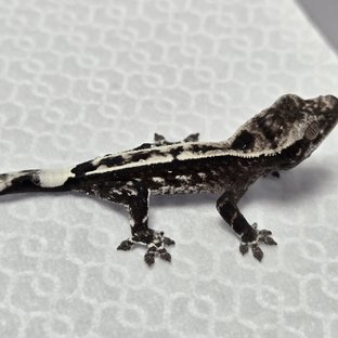 아잔틱 카푸치노