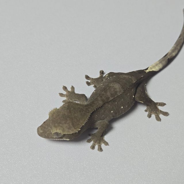 아잔틱
