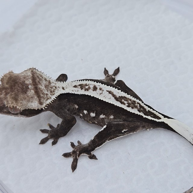 Axanthic