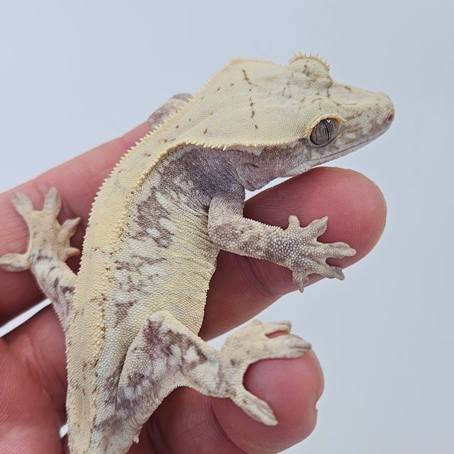 100% Het Axanthic