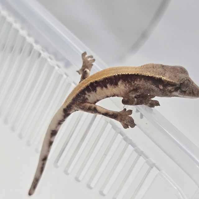 릴리 세이블
