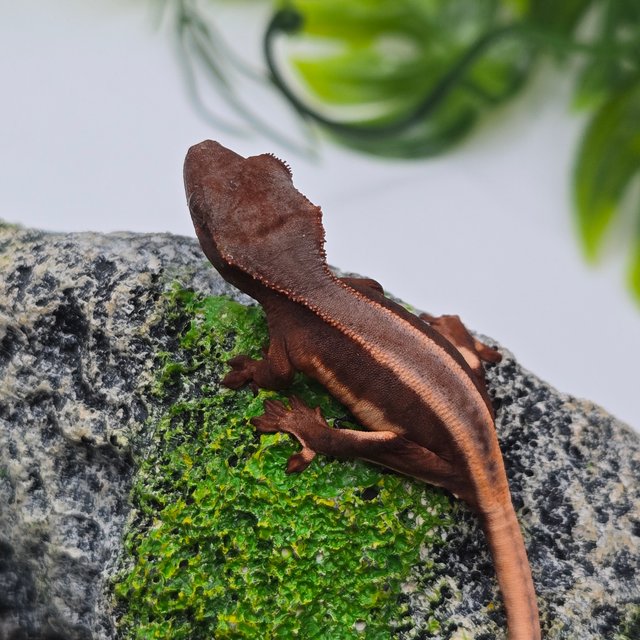 초초 릴리화이트