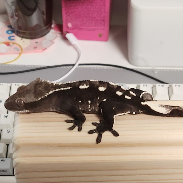 아잔틱