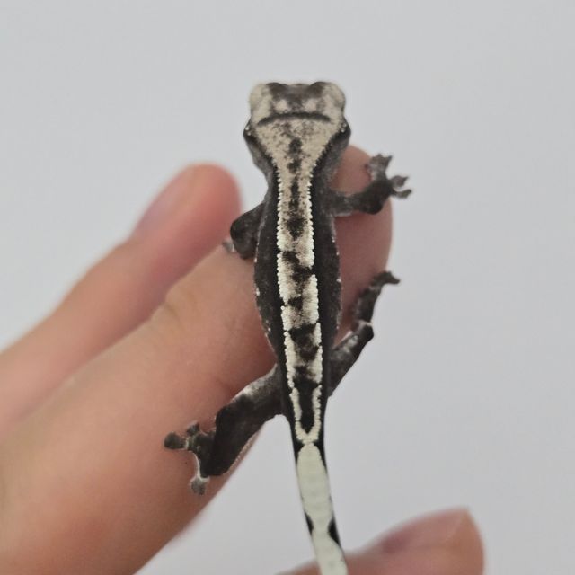 아잔틱