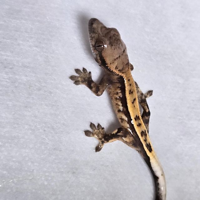 세이블