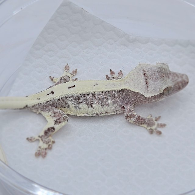 Lilly Axanthic