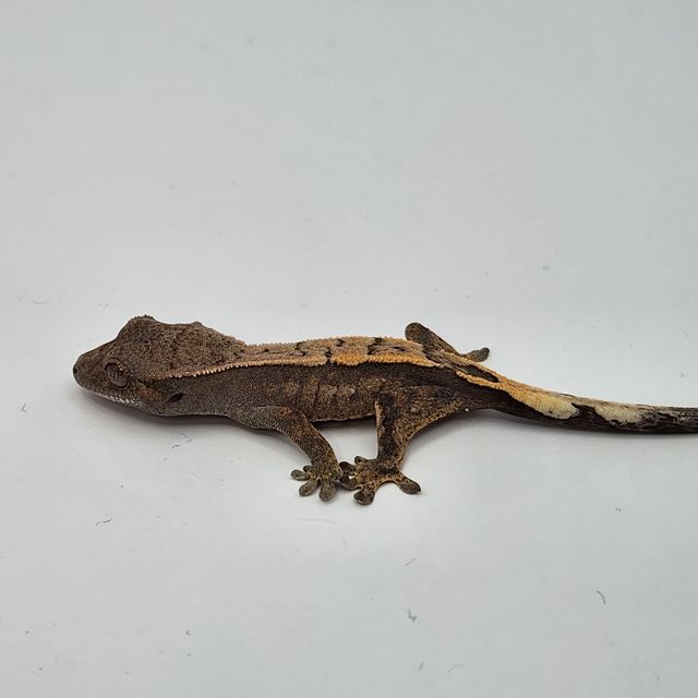 세이블