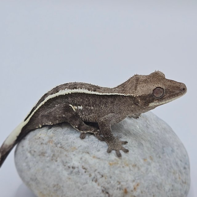 Axanthic