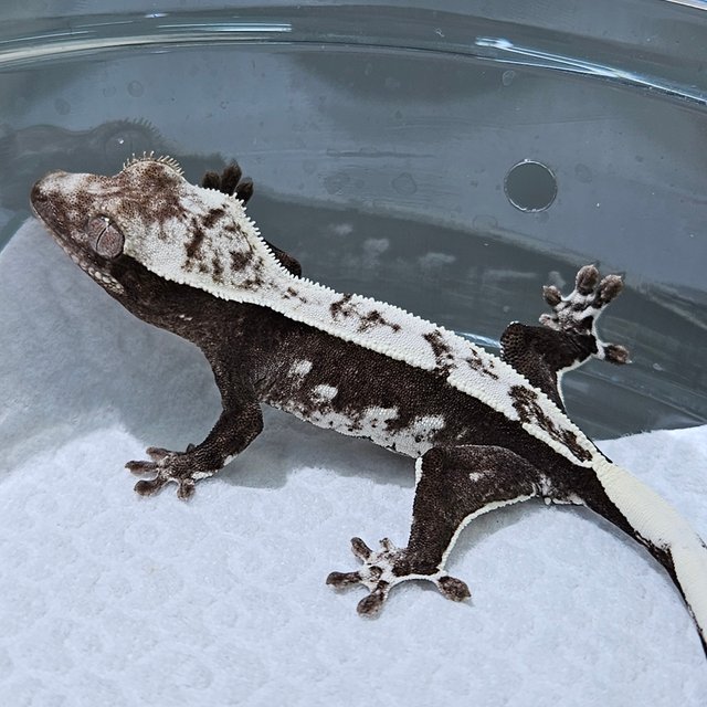 Axanthic